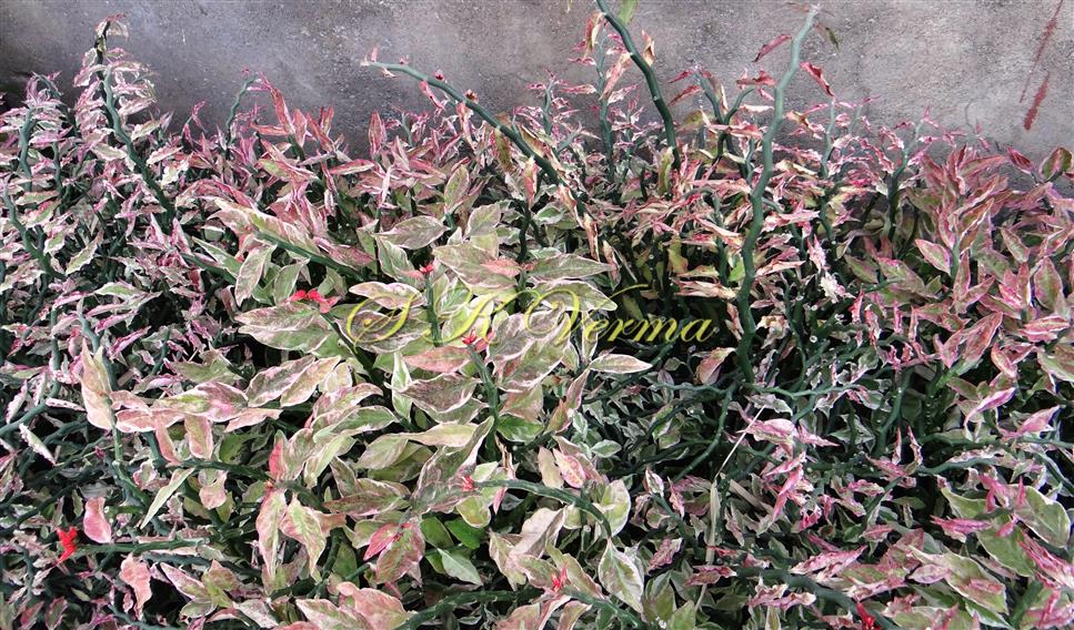  Plant